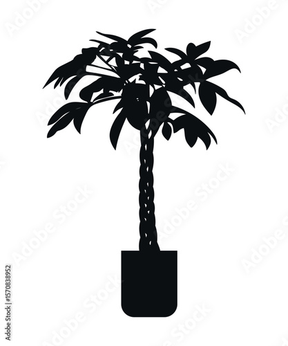 Pahira aquatica. The silhouette of a plant. Indoor plants. Interior design elements - potted indoor plants for architectural projects of buildings and structures