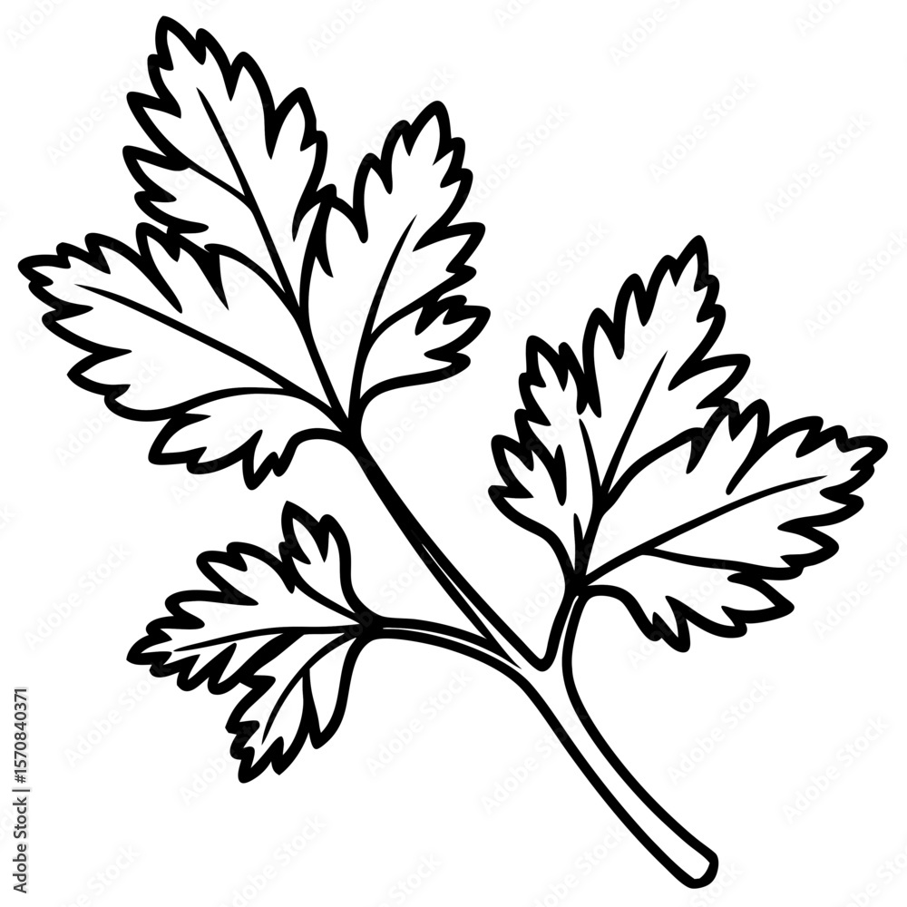 Fototapeta premium Coriander line art vector