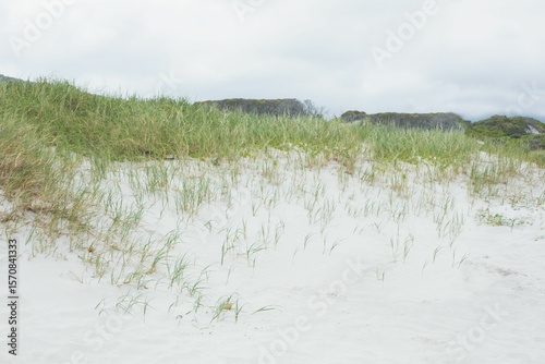 Coastal dunes are being shown in flat design, with white sand, grass, gray sky, shrubs