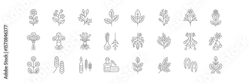 Herbs, Leaves, Flower Line Icon Set, Rooted Vegetables, Grain on Transparent Background