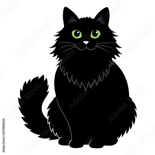 black and white cat