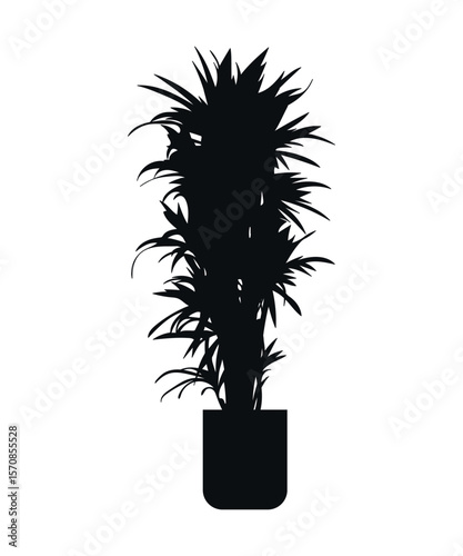 Dracaena. The silhouette of a plant. Indoor plants. Interior design elements - potted indoor plants for architectural projects of buildings and structures