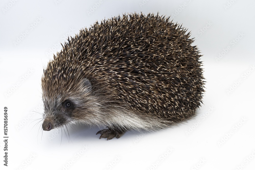 Fototapeta premium Wild hedgehog in close-up on white surface, side view animal portrait