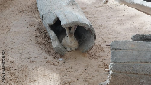 A red rabbit hides in a concrete pipe that looks like a tree trunk in a small aviary with a sandy floor.