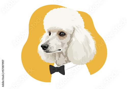 Elegant portrait of a white Poodle with a classic haircut.