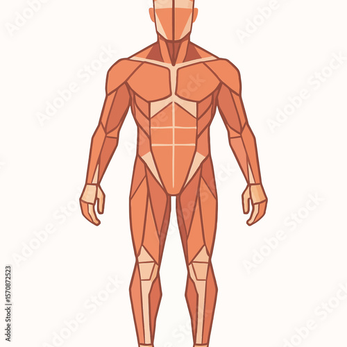 Front View Human Body Muscle Anatomy