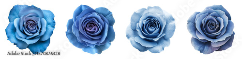 A group of Blue Rose Flower Isolated on Black Background