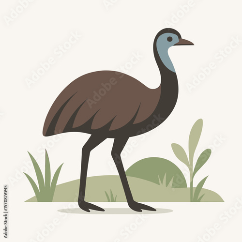 Australian Emu Walking In Natural Habitat