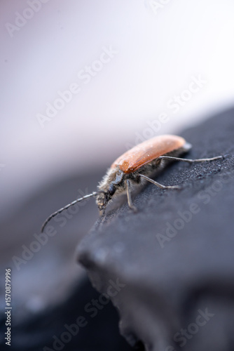 Foto High-resolution macro photo of an orange beetle crawling on a dark textured surface