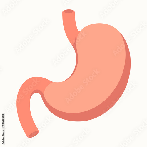 Human Stomach Anatomy Isolated On White Background