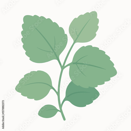 Fresh Green Mint Herb Leaves On White