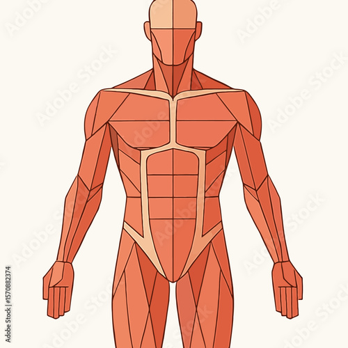 Human Body Muscle Structure Diagram