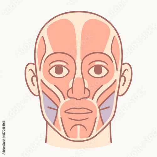 Human Head Anatomy With Ears And Hairline Outline