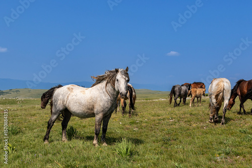Kruzi Plateau / Cincar / Livno, Bosnien-Herzegowina, Wildpferde