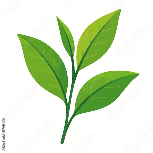 Fresh Green Leaf Sprig On White Background