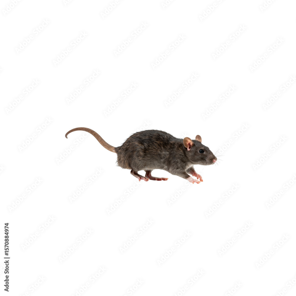 Cute little mice and rodents isolated on white background Cute little mice and rodents isolated on white background