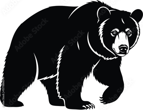 A powerful black bear walks forward with a determined expression on its face