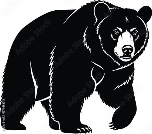A powerful black bear walking forward with a determined expression and sharp claws visible