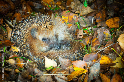 Hedgehog (Scientific name: Erinaceus Europaeus) wild, native, European hedgehog hibernating in natural woodland habitat. Curled into a ball in fallen Autumn leaves. Winter sleeping - hibernation