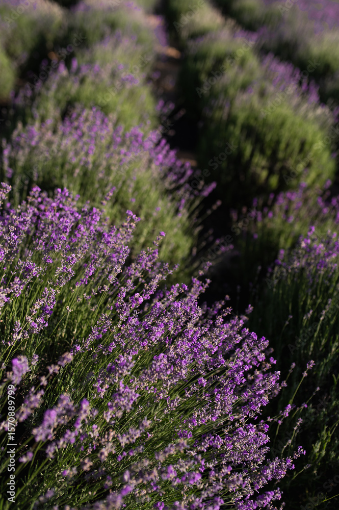 Obraz premium lavender field in the sun, summer heat bloom aromatherapy