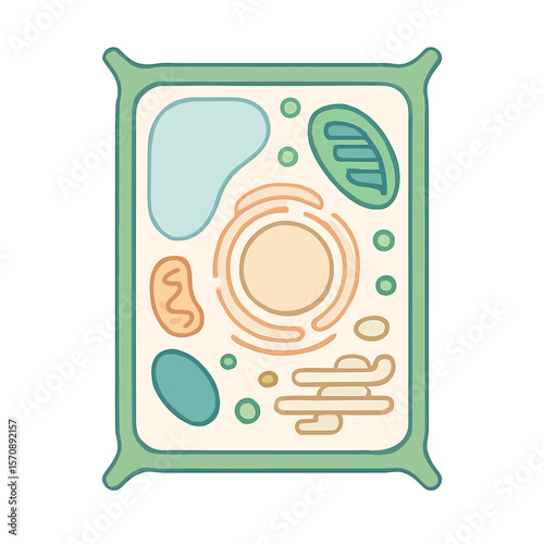 Educational Diagram Of A Plant Cell Structure
