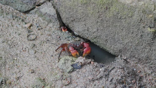 Red Mangrove Crab (Neosarmatium meinerti), also known as Loulou in Creole who lives in the mud along the banks of streams in the Seychelles