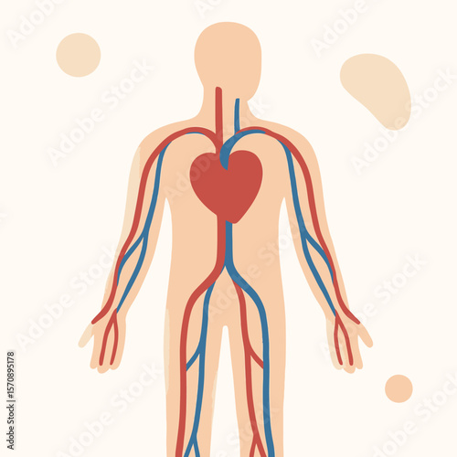 Human Circulatory System With Heart And Blood Vessels