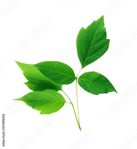 Green Leaves
