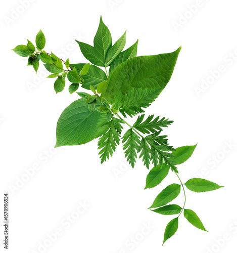 Green Leaves