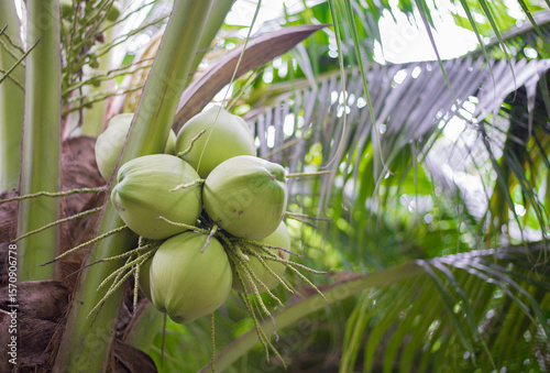 Coconut fruit on the tree in the garden, stock photo