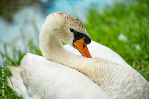 Fényképezés Close-up of whooper swans resting on the lakeside lawn of a park