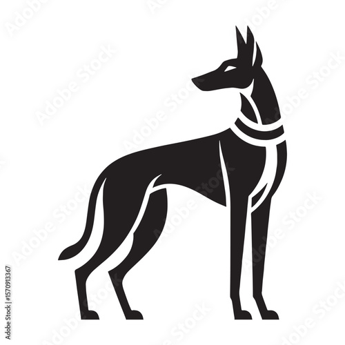 Standard Pharaoh Hound digital black vector, a classic and easily adaptable option - Pharaoh Hound silhouette - Pharaoh Hound Vector - Silhouette of Pharaoh Hound - dog vector

