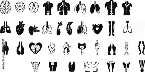 Human Anatomy Line Art: Brain, Heart, Lungs, Larynx, Trachea, Spine, Ribs, Kidneys, Arms, Legs, Hands, Feet, Joints, Reproductive Organs, Pelvis, Skeleton, and Internal Organs illustrations.