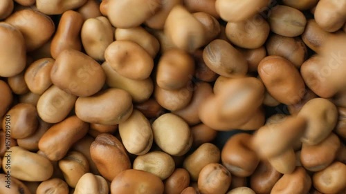 Whole dried raw uncooked vicia faba beans pour slow motion