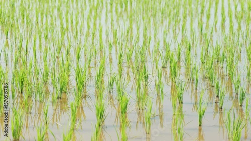 Fresh green rice fields, Japanese summer