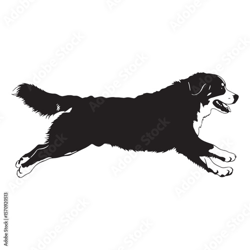 Sturdy Bernese Mountain Dog digital black profile, presented with clean, sharp, professional edges - Bernese Mountain Dog silhouette - Bernese Mountain Dog Vector - Silhouette of Bernese Mountain Dog
