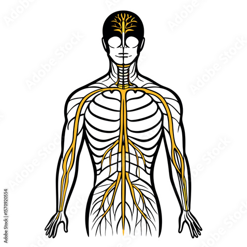 Human Nerves Line Art Vector – Minimal Nervous System Outline on White Background