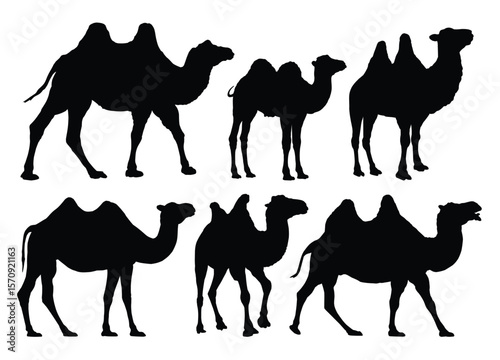 The set of camels silhouettes.
