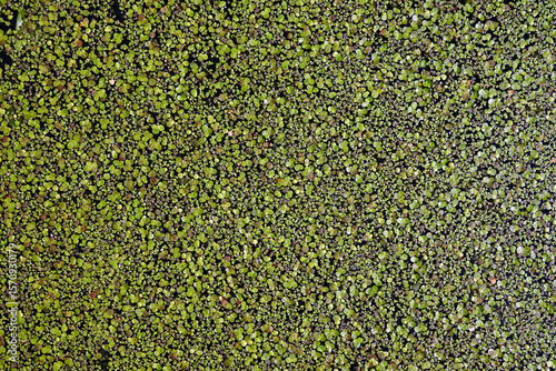 Many small water plants on the pond backwater as background top view close-up