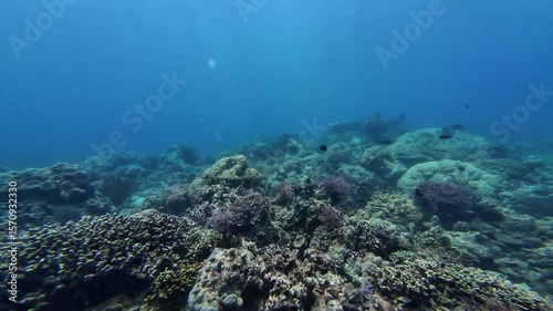 Underwater sea ocean water with beautiful diverse corals and fishes swimming 