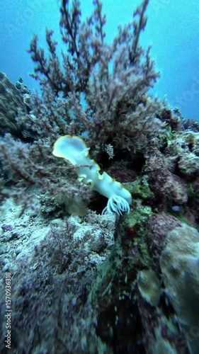 White nudibranch sea slug spotlight entangled mating relaxing coral reef rocks background underwater.