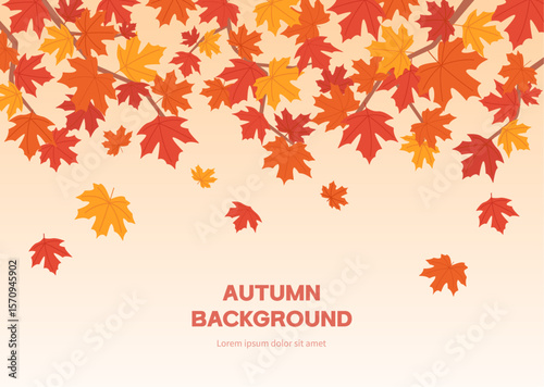 가을 단풍나무 배경_Fall Maple Tree Background