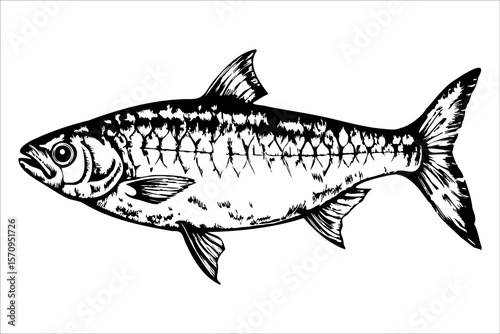 Illustration of a detailed fish, showcasing its scales and fins. The fish is depicted in a side view, emphasizing its streamlined body and facial features.