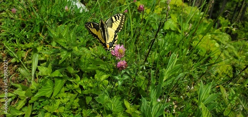 Schwalbenschwanz auf Rotkleeblüte