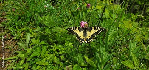 Schwalbenschwanz auf Rotkleeblüte