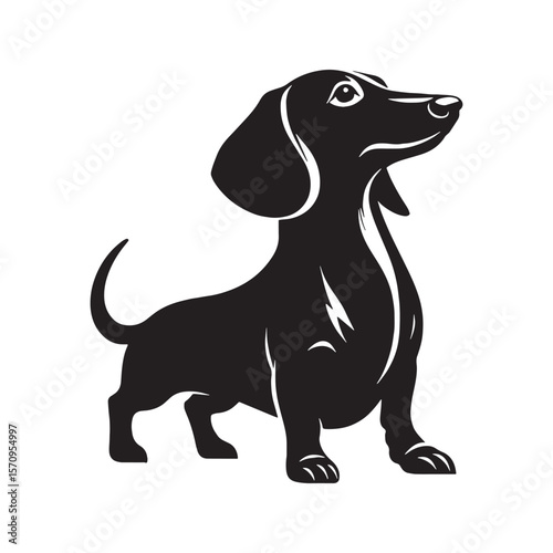 Spirited Dachshund black vector graphic, reflecting its lively and tenacious temperament - Dachshund silhouette - Dachshund Vector - Silhouette of Dachshund - dog silhouette

