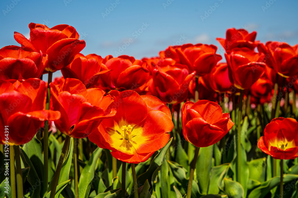 Obraz premium Flowers in a field of Netherland