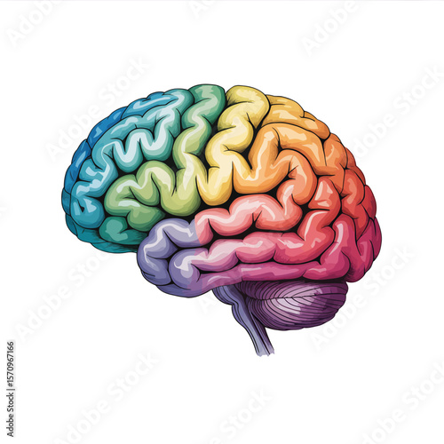 Colorful cartoon illustration of a human brain with distinct lobes in rainbow colors