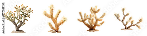 Cholla Cactus Collection: Desert Plants Watercolor Style