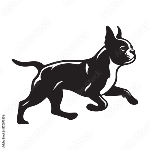 Friendly Boston Terrier black vector graphic, reflecting its amiable and spirited temperament - Boston Terrier silhouette - Boston Terrier Vector - Silhouette of Boston Terrier - dog silhouette


